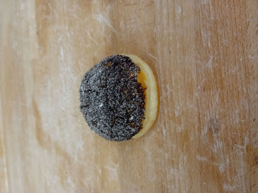 Bild von Powidl-Krapfen